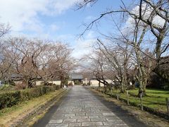 5分弱で神光院に到着

こちらも桜の季節が楽しみなお寺
また、境内には多種のお花や木が植栽