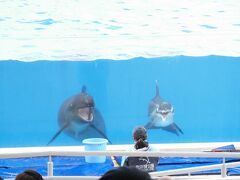 ランチの後は、念願の沖縄美ら海水族館のある海洋博公園へ。沖縄には何度も来ておりますが、やっと訪れることが出来ました～！海洋博公園に到着したのは12時半頃。13時から始まるイルカショーに間に合いそうだったので、まずはイルカショー会場のオキちゃん劇場へ。約20分間のイルカショーですが、とっても楽しかったです。最初はイルカのご挨拶から。何だか笑っているみたい！