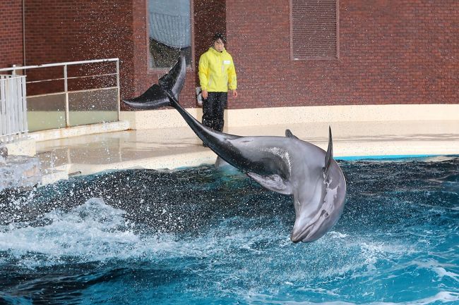 2019年2月 真冬の海であったかグランピング そして潔癖父ちゃん 奇跡のイルカタッチ 宗像 古賀 福岡県 の旅行記 ブログ By まあことさん フォートラベル