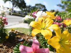 ゆいレールで奥武山公園に行きます。まっすぐに球場に行くのもいいですが、きれいなユリ？の花が咲いていまして管理が行き届いてますね。
