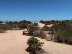 南下してハメリンプール海洋保護区へ。
Hamelin Pool Marine Nature Reserve