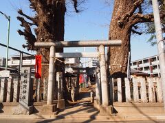 14：45　出世稲荷神社　
鳥居のそばに大きな銀杏の木が2本。
無人の神社なので、御朱印は頂けません。