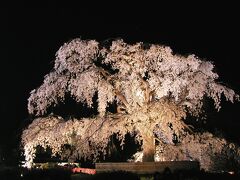 【名勝・円山公園のシダレザクラ（通称「祇園の夜桜」）】（京都市東山区）
https://kyoto-maruyama-park.jp/
（2002年3月30日撮影）