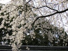 【平野神社の桜①】（京都市北区平野宮本町）
平野神社本殿は重要文化財です。
http://www.hiranojinja.com/
（2002年3月25日撮影）