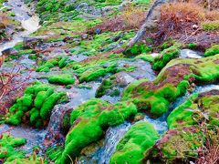 緑を強調した一枚。
苔が美しい～(*^^*)