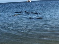 モンキーマイヤーに到着しました。
この辺り一体は世界遺産です。

海に行くとイルカが沢山 沖で泳いでます。
イルカと戯れてると突然怒られました。
イルカはナーバスだから触れてはいけないそうです。

ルールを知らなかったとはいえ
イルカ君ビックリさせてごめんね
でも触ってはいませんのでご安心を