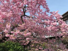 来宮神社から河津桜の原木へ。この木はすこし開花が早いのですが、今回は満開になったばかりで見ごろ。
