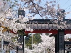 うわ～桜！きれいです！
藻原寺・総門