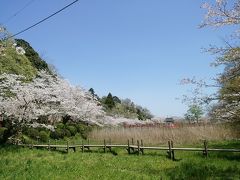 茂原公園。桜は満開を少し過ぎ、ひらひら舞い始めでした。
