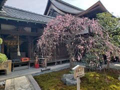 食堂でご朱印をいただいて、観智院へ。

しだれ梅が咲き出していて、いいにおいがしてました。
ここは、宮本武蔵の絵があったり、お庭がきれいだったり、愛染さんがいたりして好きな場所。
そして、私がとってもとっても見たかった
「五大虚空蔵菩薩」がいらっしゃる・・・はずだった。
くっ・・・一足お先に東京への準備に入られてました。
なんてこと！
そこまで調べてなかったよっ。
東京国立博物館に行かれるそうです。
ぜひ・・・くぅ・・・見たかったなぁ。