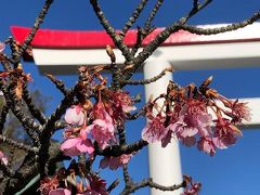 近くの大塔宮にも寄りました。河津桜が咲いています