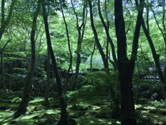 祇王寺
緑が美しかったです。
