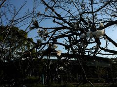 そして今年も春野運動公園の球場へ
この日の高知は暖かく　日中は上着が不要でした・・
梅？早咲きの桜？もチラホラ咲いていました