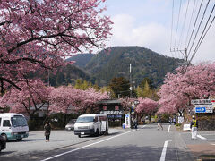 空いてそうな河津七滝に来ました。
河津七滝には２～３件ほどお土産屋さんがあって、そのまわりにも河津桜がキレイに咲いていました＾＾