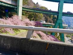 河津七滝を見終わったあとは、伊豆高原に戻ってレンタカーを返しに行きます。

河津七滝の近くにあった河津七滝ループ橋。ここにも河津桜がキレイに咲いていました。