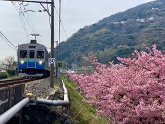 この河津桜の並木道の先には、なんと伊豆急と河津桜をセットで楽しめるスポットがありました！人もいなくて穴場かも。
たまたま電車が来たので、写真を撮ることができました♪

片瀬白田駅からすぐのスポットでした。