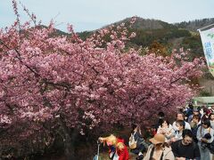 ひとまずあぐりパーク嵯峨山苑へ。ここは一段高く、河津桜が良く見えます。