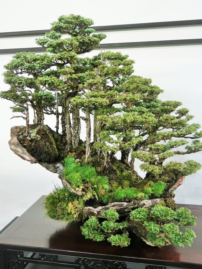 世界らん展13 盆栽の名品 BONSAI-東洋蘭-並存 ☆小宇宙？時空を超えた