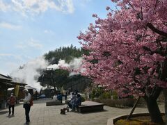 ここにも満開の河津桜をめでることができた (10:38)

青い空も戻ってきて青い空と濃いピンクの河津桜、湯けむりの三重奏が美しかった
