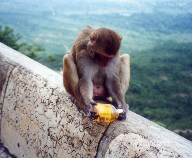 猿がたくさんいた。略奪のような蛮行におよぶことはなかったが、彼らの落とし物を踏まないように、足下には注意を払った。<br />途中で休憩。降りてくる若い日本人カップルに出会った。男は東南アジアを周遊し、カンボジアからミャンマーに入ったとのこと。女の子は今回はミャンマーだけ・・。つまりこのミャンマーで偶然知り合い、残りの何日かを一緒しようとなったようだ・・・。若いっていいなあ・・。<br />