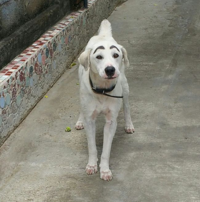 わんこと目が合う...<br /><br />わんこの顔よーく見てみると...<br /><br />