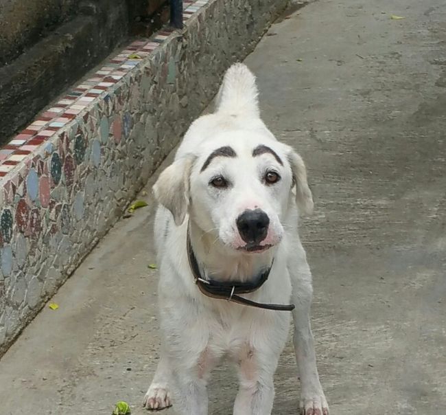 ヤダｗｗｗ<br /><br />眉毛書かれてるし∑(O_O；)<br /><br />誰が書いたんだろ...飼い主さん??<br /><br />本犬はわからないんだろうな...(;´･ω･)<br /><br />面白がって書かれちゃったのかな??<br /><br />何とも言えない表情のわんこに思いっきり日本語で、眉毛書かれちゃったの~??と声掛けると<br /><br />ワンワン吠え出しちゃったので退散しましたε=ε=ε=┌(      ˙-˙ )┘