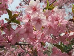さらにさらに歩みを進め、ついに「まつだ桜まつり」会場の西平畑公園に到着しました。