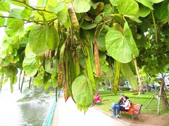 タイ湖（西湖）のほとり
こんな木が・・
絹さやえんどうの木か？？