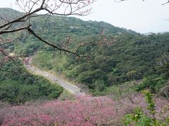 お天気がいいから、八重岳まで足を伸ばしてみましょう。
今年からなのかな？協力金を支払うシステムになっていました。
確かに整備やなんかで必要かもしれません。
