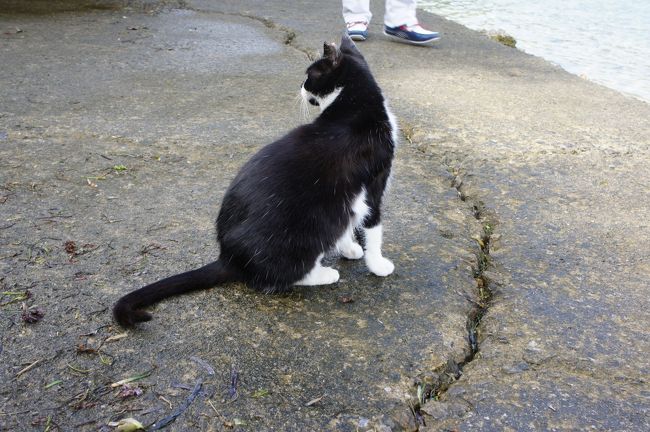 アンマーいはく。この子は5０匹も子供を産んだんだそう…<br />避妊手術をした印が耳に刻まれていました。<br />「沖縄では猫を大事にするさー」<br />立ち話をしていると、私の足元にもすり寄って<br />なんて人懐っこいのかしら？