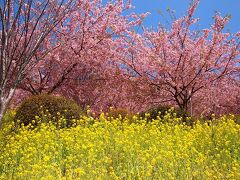 あぐりパーク嵯峨山苑に到着です。
入場料は別途300円。
菜の花の蕾を積む人は、500円です。
入場して、すぐに菜の花のあまーい香り！懐かしい！いい香り！という声があちこちで聞こえました。