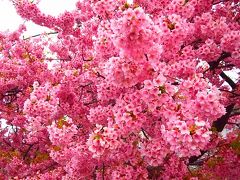 西平畑公園まで戻ってきました。
バス乗り場横の河津桜が今日一の満開。