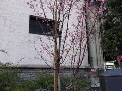 永代橋に向かう途中、日本橋ダイヤビルで1本の桜を発見。