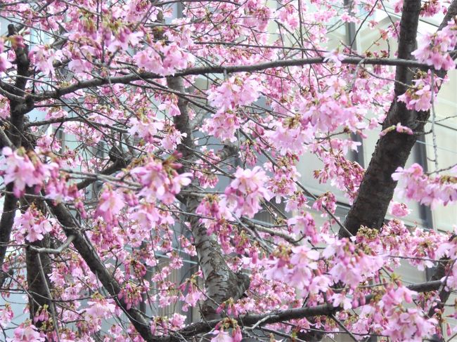 19 桜散歩 日本橋室町 木場公園 大横川 オカメ 大寒桜 寒緋桜 河津桜 八重寒緋桜 日本橋 東京 の旅行記 ブログ By Walker00さん フォートラベル