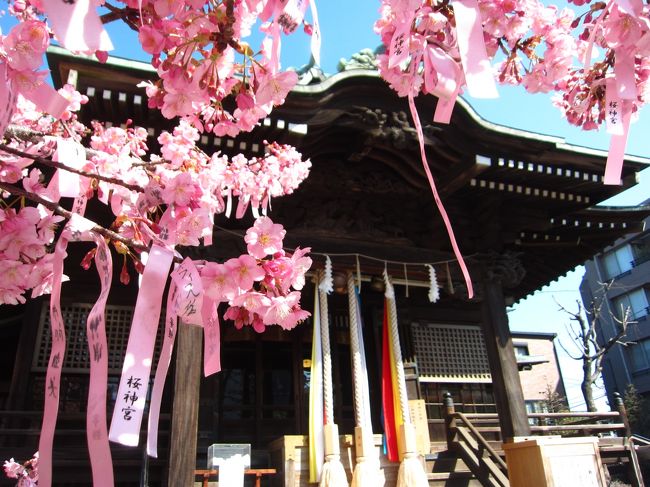 『'１９ 桜新町さんぽ１ 河津桜の咲く桜神宮』東京の旅行記・ブログ 