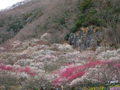 当初は早朝出発で河津桜を混雑前に見物しようかとも考えたのですが、午前中の天気が雨予報だったので、初日は出発を少し遅くして湯河原の梅林(幕山公園)を目指すことに！

公園入口で入場料200円を支払い、入場！
支払いはSuicaでもOKでした。Apple Watch利用しているので、腕をかざすだけで支払い終了、やっぱり便利ですね。

公園に入って少し歩くと、おー！！いきなり梅林が目の前に現れます。
桜ほど派手さはないですが、なかなかの景観です。