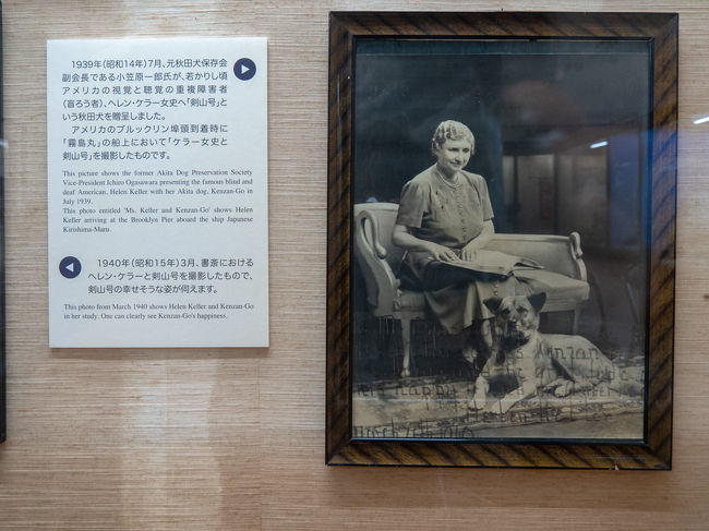 秋田 大館 秋田犬会館の秋田犬に会う 大館 秋田県 の旅行記 ブログ By Picotabiさん フォートラベル