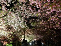 河津桜のライトアップ観賞