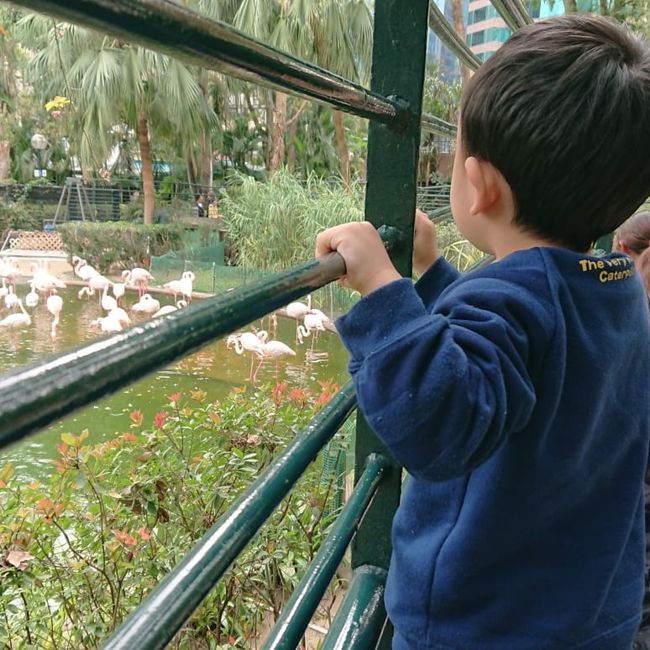 九龍公園のフラミンゴ！<br /><br />南国だなぁ。<br /><br />夫が九龍公園のプールでマジ泳ぎするとのことで、９０分間別行動することになりました♪<br /><br /><br />さて、私と息子は、ベビーカーで爆走し、とあるお店へ。。。