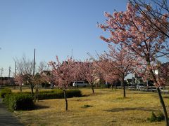 河津桜は主に湖の西側に多く咲いています。
お近くの方は是非河津桜見に来て欲しいです。

佐鳴湖公園です。