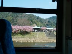 河津駅に戻る途中。
川の対岸を通りました。
向こう岸はお花見客で賑わってます。
