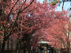 寿福寺の参道に咲くオカメ桜がそろそろ見頃と思われたので行って来ました。