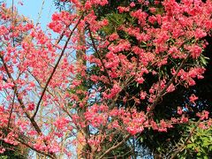 スターバックス リザーブ ロースタリーから目黒川を渡り菅刈公園へ。
入口近くに寒緋桜が咲いていました。