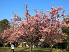 西郷山公園の河津桜は満開です。