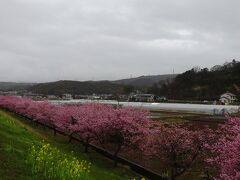 函南の河津桜