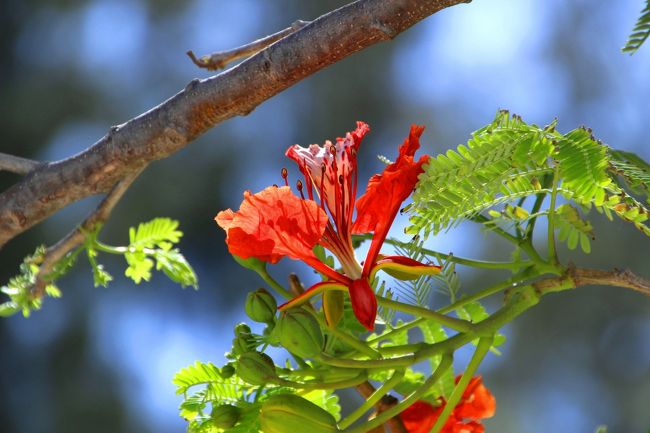 ☆Delonix regia of Baan Koh Adang School , Sunrise Beach @ Koh Lipe Thai