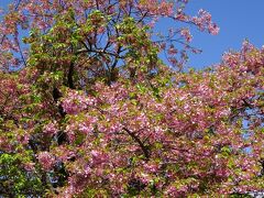 河津桜原木　樹齢65年　樹高約10ｍ