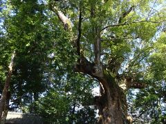 川津　川津木宮神社　国指定天然記念物の大楠　樹齢1000年以上と推定
樹高24ｍ、周囲14ｍ
