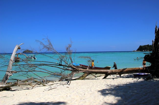 ☆Varin Village , Sunrise Beach @ Koh Lipe Thai<br /><br />Varin Villageの南側ビーチにあったモクマオウの大木がついに<br />枯れて倒れてしまいました。<br />昨年の段階ですでに危ないなと思っていましたが<br />ついにその時がやってきました。