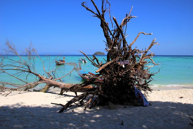 ☆Varin Village , Sunrise Beach @ Koh Lipe Thai<br /><br />すでに枯れたモクマオウをオブジェにして広告などを貼り付け<br />目敏く利用が始まっています。